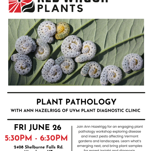 Plant Pathology with Ann Hazelrigg of UVM Plant Diagnostic Clinic