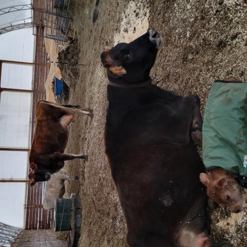 Stormy after giving birth to Spunky