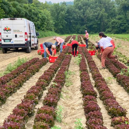 Willing Hands Gleaners