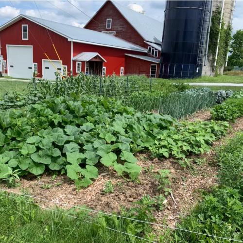 crop field with barn