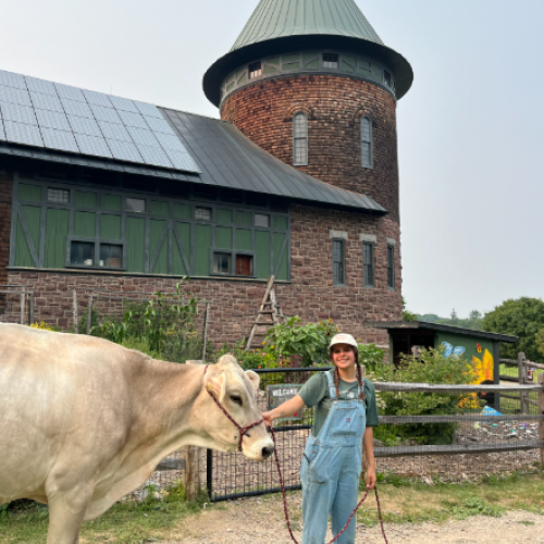 Farmyard Educator at Shelburne Farms leading a Brown Swiss cow to her pasture