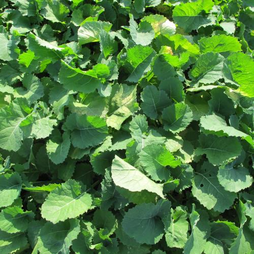forage brassica