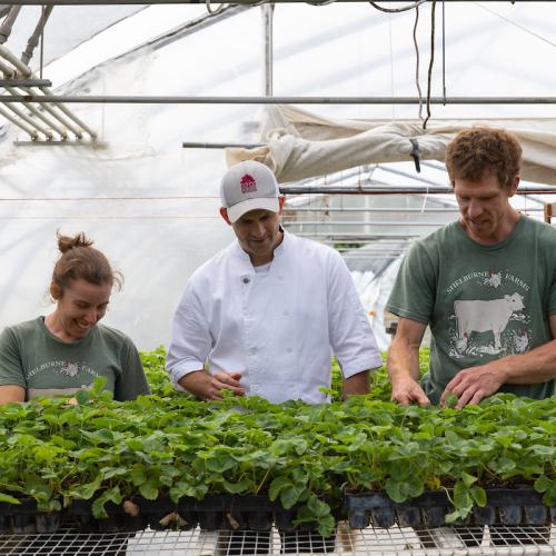 chef harvesting from green house