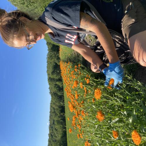 Calendula Harvest, Hillside Botanicals