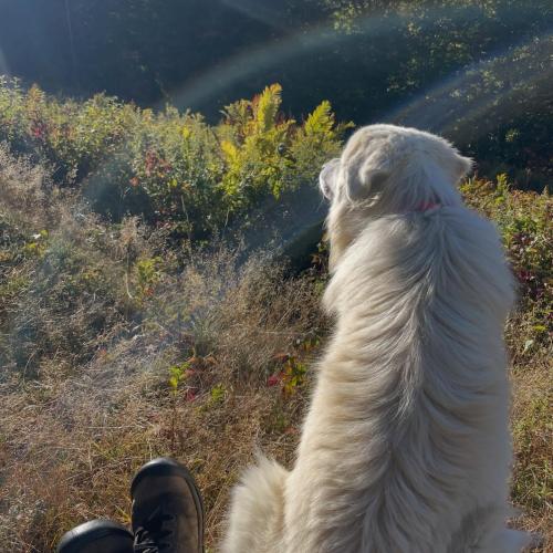 large white livestock guardian dog sits in the sun at the feet of their farmer person