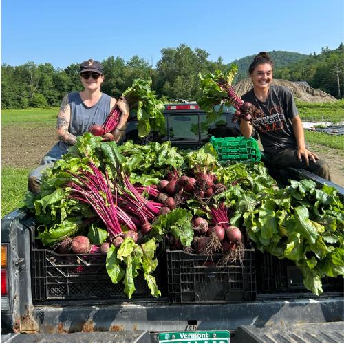 Two people in the back of a truck full of bunched beets