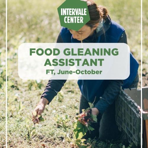 Food Gleaning - Photo of woman harvesting beets. 