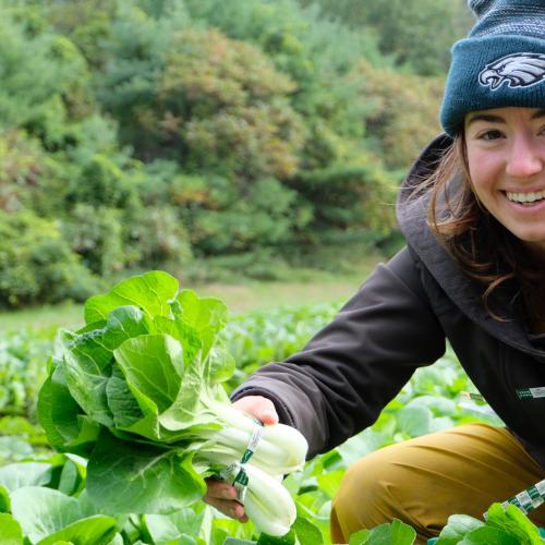 A young farm worker holds out bunched pac choy in a field of greens.