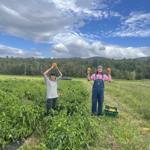 two farm workers harvesting peppers