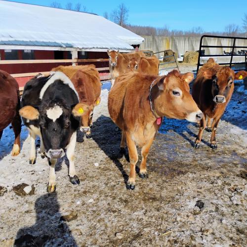 A few heifers shown here. Can send individual pictures as requested.