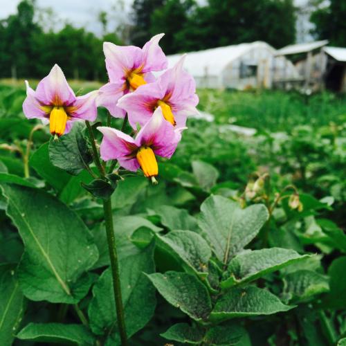 potato flower