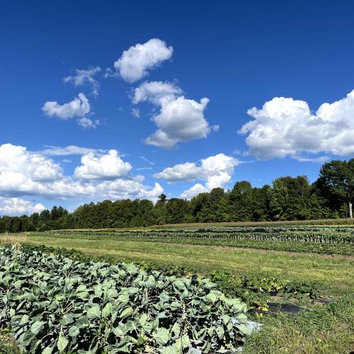 A photo of a farm field with diverse rows of plantings on a sunny day with a bright blue sky and clouds