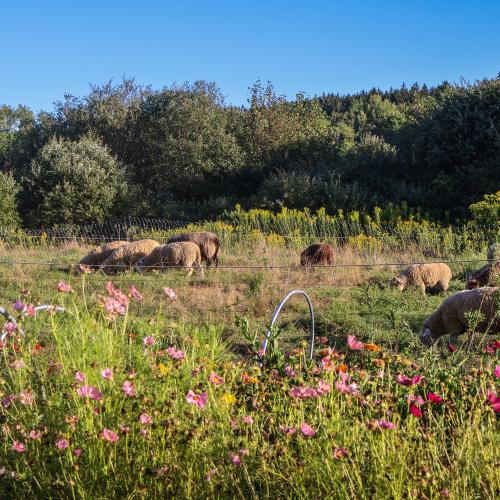 happy sheep at Stone's Throw Farmstead grazing on a lush late summer pasture with flowers in the foreground and a hedgerow beyond the paddock