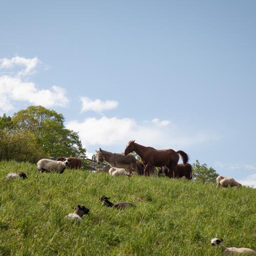 A mixed group of livestock including sheep, cows, a horse and donkey grazing on a hilly green pasture with trees and a blue sky in the background.