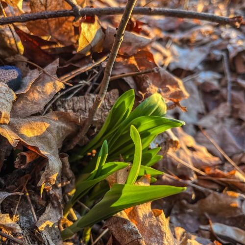 Wild leeks, also known as ramps, emerging from a Vermont forest in early April 2026