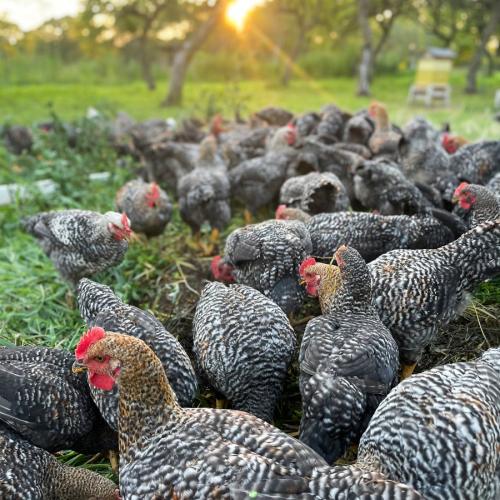 Pastured chickens