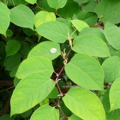 Knotweed with its smelly little flowers