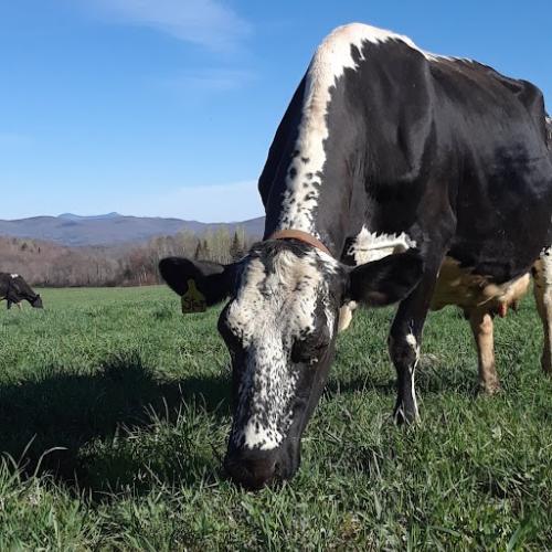 Grazing Cow named Star