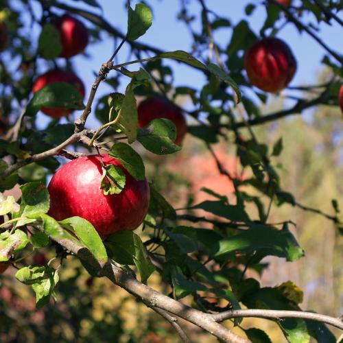 Apples on a tree in a Vermont apple orchard
