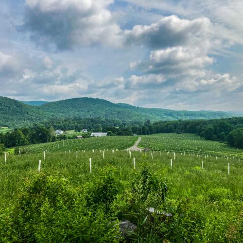A stunning vista at Breadtree Farms, featuring meadows planted with a diverse polyculture of forage and tree crops against a backdrop of lush, green mountains
