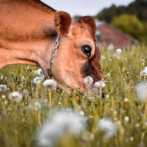 A happy grass-fed cow grazes on organic pasture filled with dandelions at Butterworks Farm