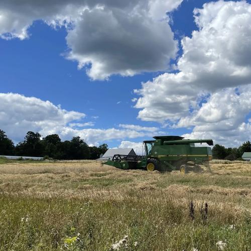A large harvester moves through a field of grain