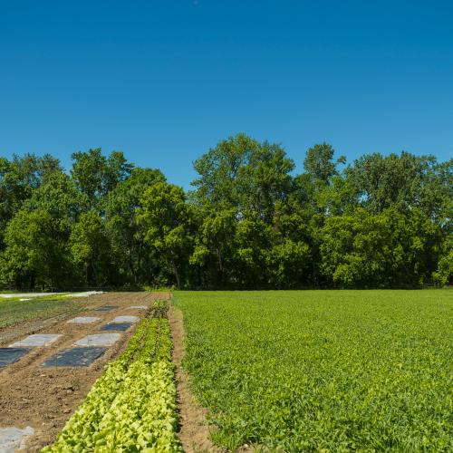 picture of a farm field on a bright sunny day, with diverse veggie plantings and a robust hedgerow in the background