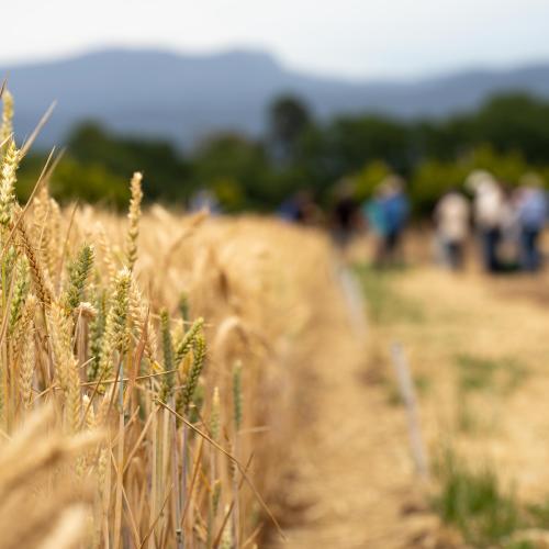 Grain growing in a field shown in focus on the left side of the image, with participants in a grain farm tour blurred out of focus on the right side of the image