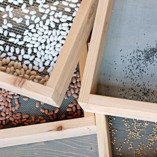 Four seed screens filled with four different types of seeds