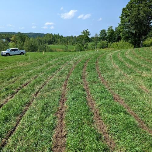 A well-managed grazing paddock at North Hollow Farm that has been managed using the Ripsower.
