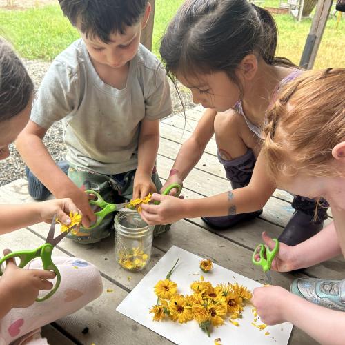 Campers at Humble Heart Homestead prepare calendula oil with flowers from the garden.