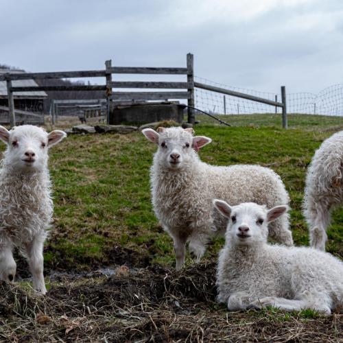 Icelandic Lambs
