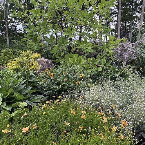 A grass-free lawn, planted with a diverse range of green and flowering perennial plants