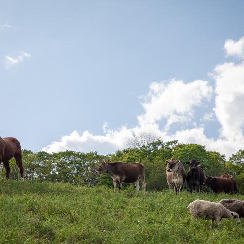 Horse, cows, and sheep graze at Fern River Farm