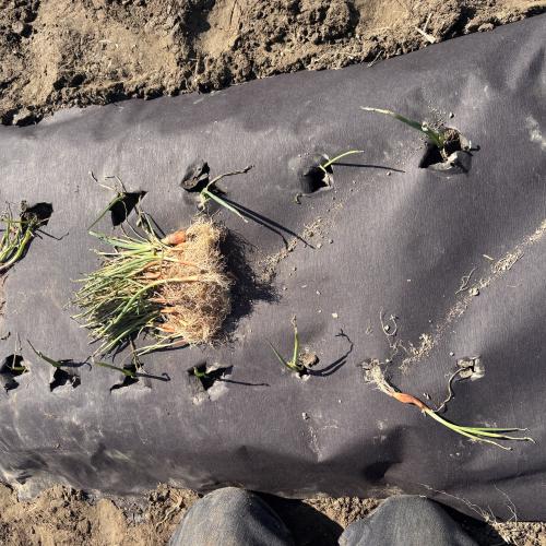 Paper mulch
