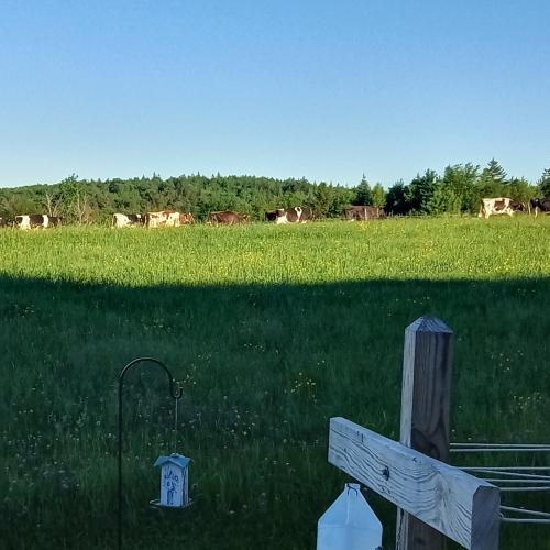 Corse Farm Cows