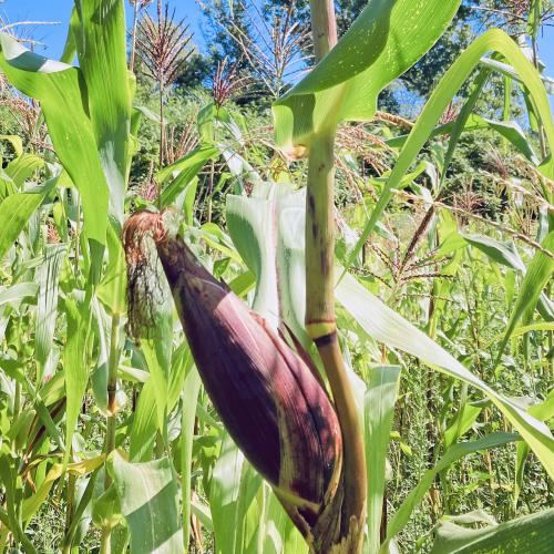 An ear of Zapalote Chico corn growing in a field at Tip Top Tree Crops