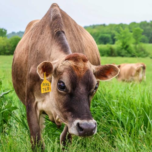 happy grassfed cow on organic pasture at Severy Farm in Cornwall, VT