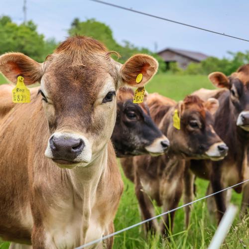 cute cows at Severy Farm in Cornwall stand behind two rows of electric fencing in their paddock