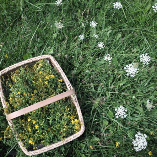 A basket of St. John's Wort, freshly harvested in a meadow at Free Verse Farm with Queen Anne's Lace also pictured in the meadow.
