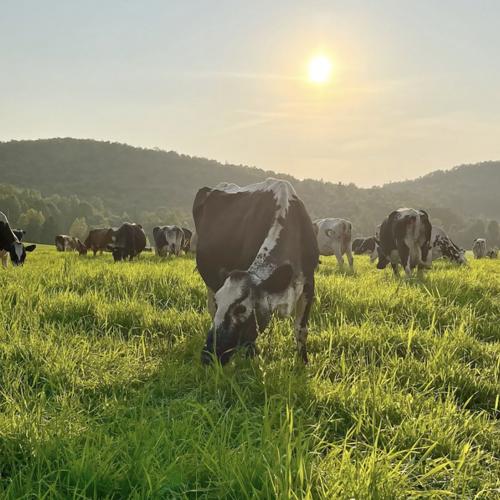 cows grazing on lush green pasture at Sweet Rowen Farmstead with mountains in the background and a low, bright yellow sun.