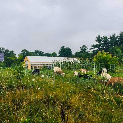 A pastoral scene at Wild Roots Farm, with goats grazing in a paddock planted with a diverse mix of perennial forage, a solar panel, some fruit and nut trees, and a high tunnel in the background.