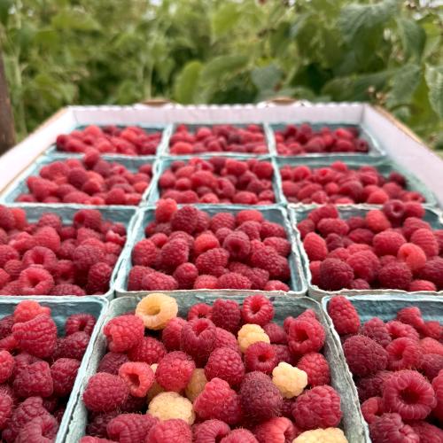 Raspberry Harvest