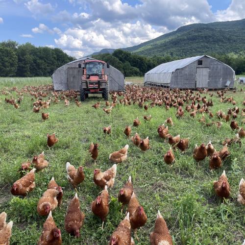 Pasture based livestock 