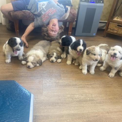Great Pyrenees puppies 