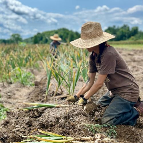 Garlic harvest, quill hill farm