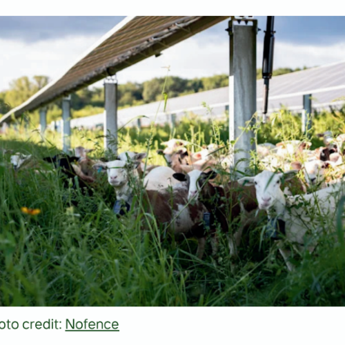 Picture of goats grazing under solar panels wearing Nofence collars. Photo credit: nofence.com
