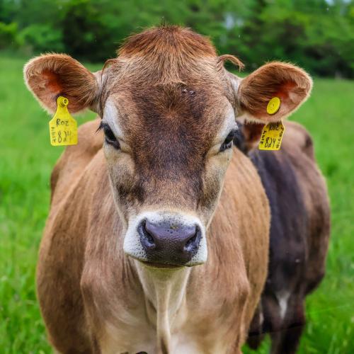 A happy grass-fed cow at Severy's Purple Barn Farm in Cornwall, VT
