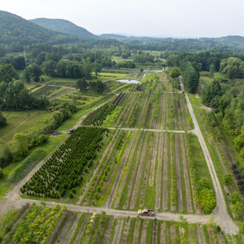 Truck driving on field road in growing fields.