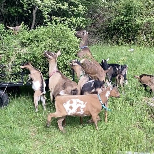 Herd of goats